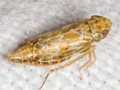 Adarrus ocellaris